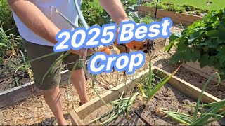 MASSIVE Onion Harvest Thanks to These Changes