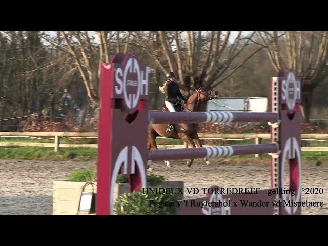 Pegase van 't Ruytershof x Wandor van de Mispelaere