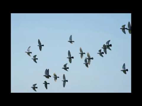 Krisjan Swart video