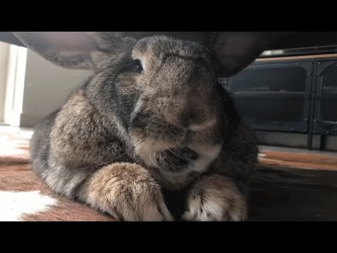 Bunny Love - It Was Love at First Sight!