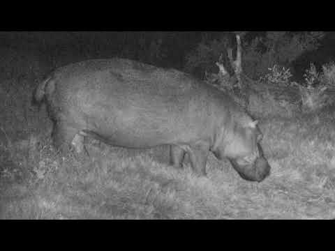 Djuma: Hippo 00:25 - 06/05/18