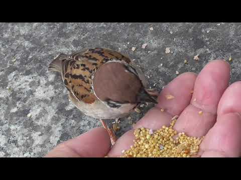 出迎えすずめ達 行き道 20210606pm 1（サキッチョ君）