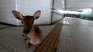 [問卦] 奈良的鹿是不是很廢啊