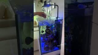我家老爺真的太厲害了，終於把難搞的青雀抓起來了#海水缸 #海水魚