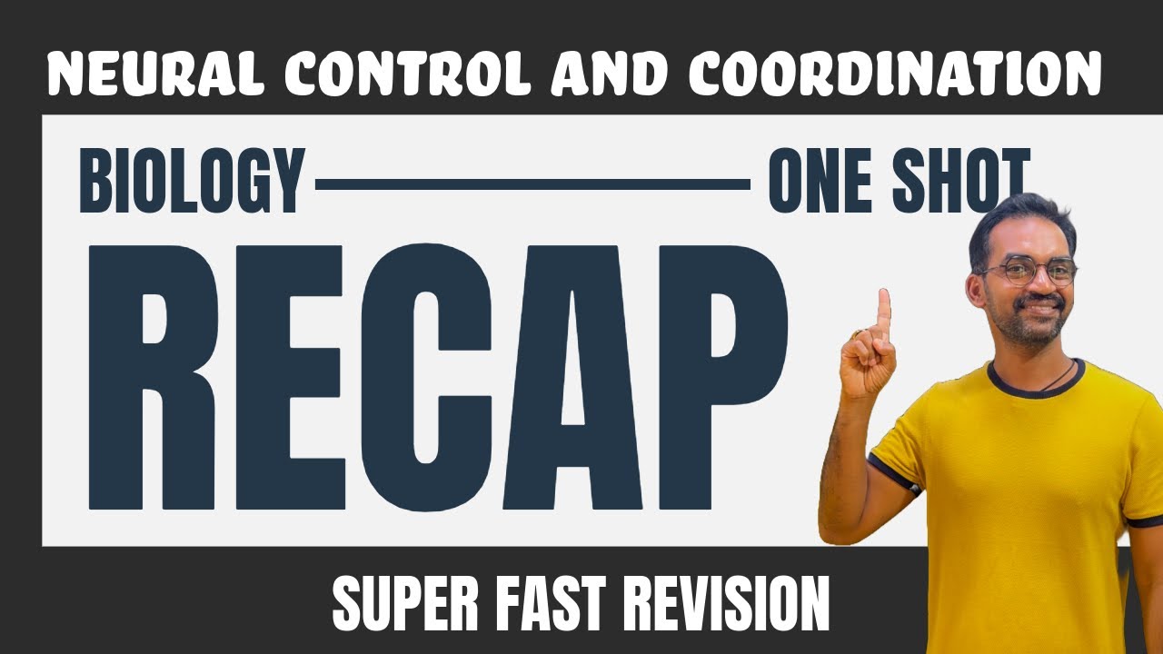 Neural control and coordination | One shot revision
