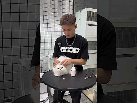 Simple Tricks to Instantly Improve Your Pet's Behavior