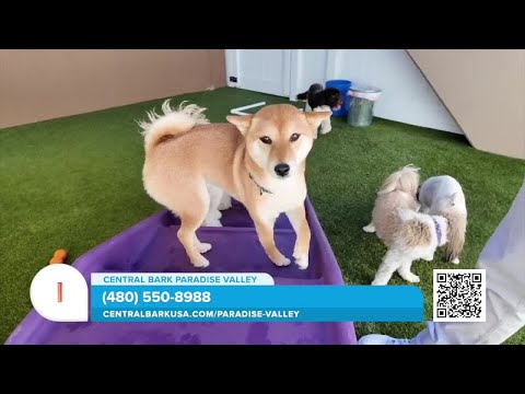 Central Bark: state-of-the-art facility and trusted day care for your dogs - YouTube