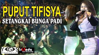 Download lagu PUPUT TIFISYA SETANGKAI BUNGA PADI IRLANDA mp3 Download lagu PUPUT TIFISYA SETANGKAI BUNGA PADI IRLANDA mp3