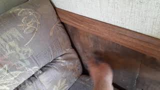 THOR  4 winds 18' camper trailer