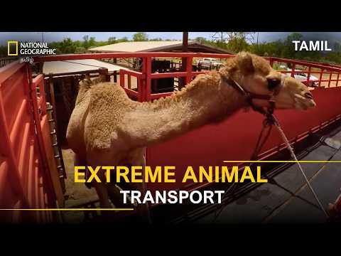 Extreme Animal Transport