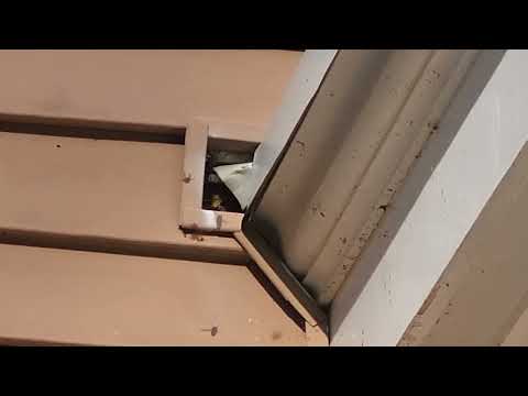 Yellow Jackets Inside Exhaust Vent in...