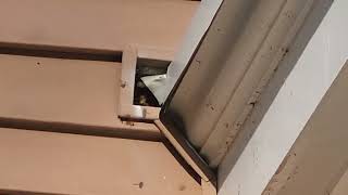 Watch video: Yellow Jackets Inside Exhaust Vent in...