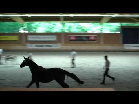 Eichengold (Schwarzgold x Hofrat) 3j Wickrath Stuteneintragung