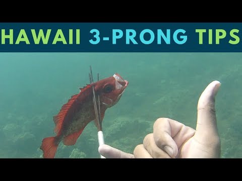 MUST KNOW Hawaii Spearfishing Tips for 3-Prong Polespear(Beginner Friendly)