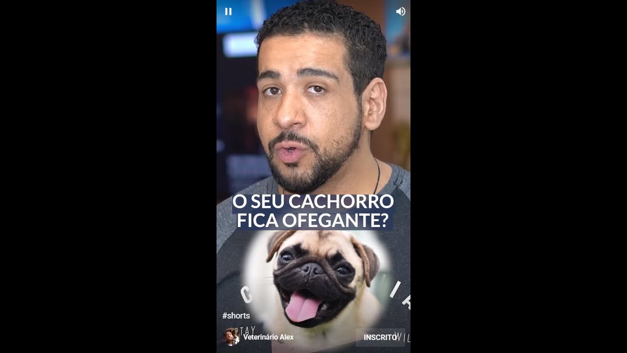 Watch Now Por que os cães ficam OFEGANTES e de LINGUA PRA FORA #shorts Por que os cães ficam OFEGANTES e de LINGUA PRA FORA #shorts