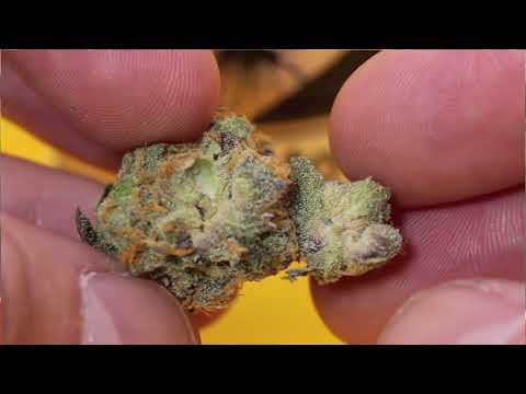 Strain Tasters Cannabis Reviews - JetLato 🛩🍨