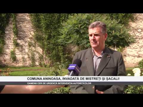 COMUNA ANINOASA, INVADATĂ DE MISTREȚI ȘI ȘACALI