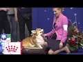 At The Russian WCP Club National Specialty Show 2018 Veterans Male Female Best Veterans