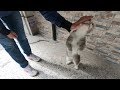 Grey And White Cat Meowing So Cute As Always
