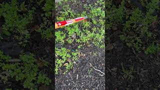 Easiest Way to Weed Your Garden (without chemicals)