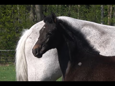 *2020 Stute von Baggio - Cento