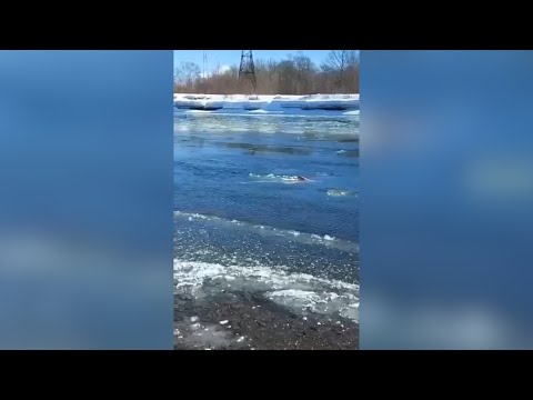 Выловили труп мужчины | Новости Камчатки | Происшествия | Масс Медиа