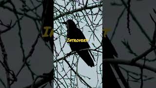 Download lagu Sang Penyendiri - Introvert mp3 Download lagu Sang Penyendiri - Introvert mp3