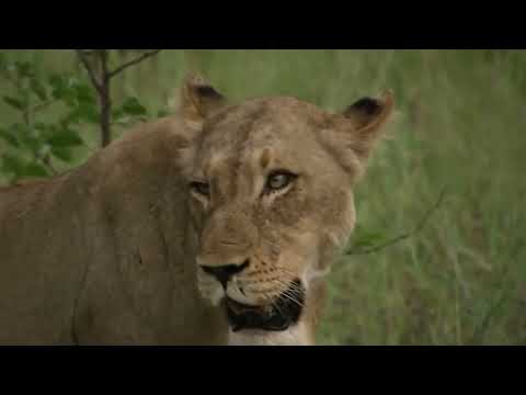 Kafshet e rralla ekzotike