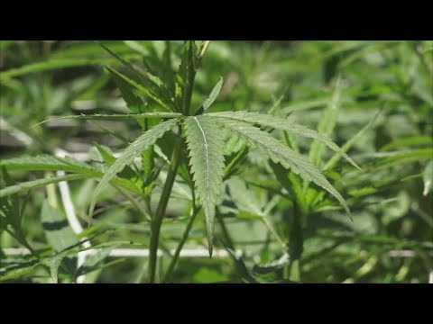 NJ Recreational Marijuana Licenses