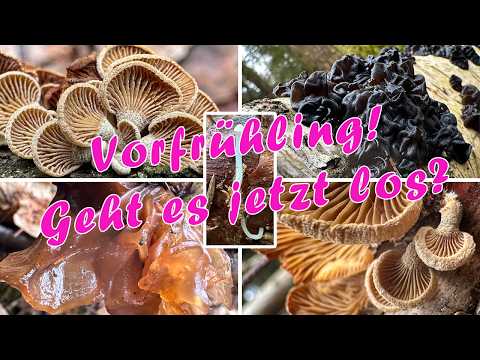 Erste Vorfrühlingspilze in Oberbayern! Pilze suchen & sammeln im Februar | 14.02.2025, Pilzwanderung