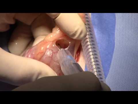 Bovie® Animal Health – Bladder