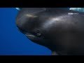 The Plight of the Pilot Whale | Planet Earth: Blue Planet II | Saturdays @ 9/8c on BBC America