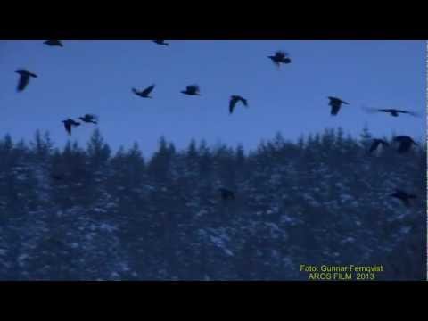 KORP  Common Raven  (Corvus corax)  Klipp - 1117