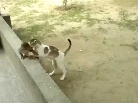 🐱 Cat Playing with Baby Monkey 🐵