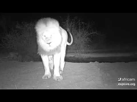 OMG I can't even.....Africam Naledi Cat-EYE