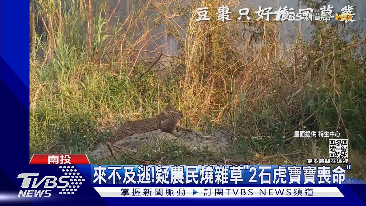 來不及逃！　疑農民燒雜草「2石虎寶寶喪命」