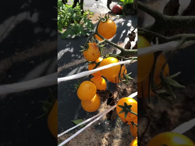 Стандарт поставки видео №1 Томат Золотой самородок