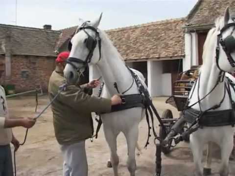 marko popovic konjar part2