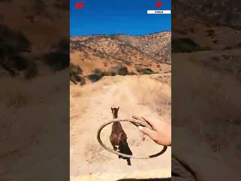 Catching A Wild Horse With a Lasso