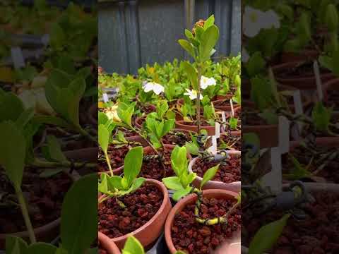 盆栽の育て方 さまざまな種をズーム