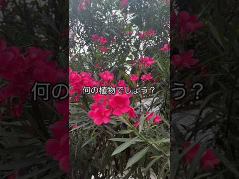 日陰の庭に光を必要としない植物はどれですか?美しい花を咲かせる5種  庭園