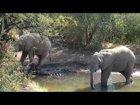Kwa: Elephants getting a cool drink of water - 12:00 - 06/26/19