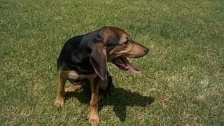 video Pongo und Perla neu 7