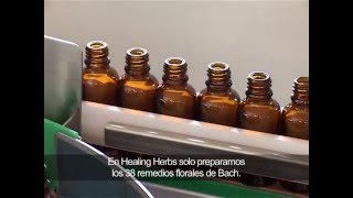 Healing Herbs - Preparando Esencias de Bach