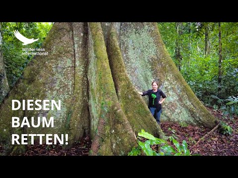 Wilderness International schützt tropischen Regenwald im peruanischen Amazonasgebiet!
