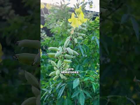 Crotalaria Blooms: Nitrogen Fixer for Soil Health & Cover Cropping