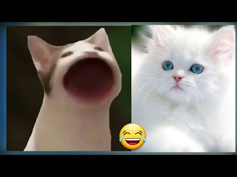 Pop. Cat 2 😂