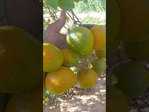 #Saudi Arabia# Al Qassim unaizah farmhouse mashallah #🤲🤲🤲🤣🤣♥️♥️♥️