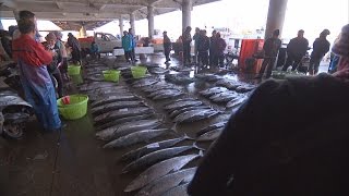 [問卦] 我就問 土魠魚羹 真的有土魠魚嗎?