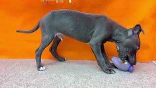 イタリアングレーハウンドの動画01